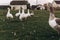 geese grazing in green summer grassland. group of goose with white grey feathers in countryside farmland. farm birds in field in