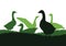 Geese grazing on overgrown hills. Rural landscape. Scenery silhouette. Pasture on meadow. Agricultural farm bird. Object