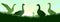 Geese grazing. Rural landscape. Morning sky and sun. Pasture on meadow. Scenery silhouette. Agricultural farm bird
