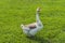 Geese on the green grass. Farm. The country. Summer.