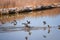 Geese On Green River, Browns Park Colorado