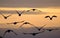 Geese in group in flight in late evening.