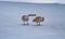 Geese Hanging Out On A Frozen Lake