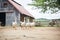 geese honking near a rustic barn in the countryside