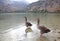 Geese at lake Kournas at island Crete