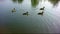 Geese, lake, nature