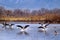 Geese Landing on a Lake