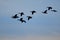 Geese in large group in flight in late evening.