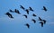 Geese in large group in flight in late evening.