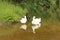 Geese at Malse River, Czechia