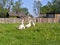 Geese on meadow