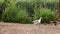 Geese at Mediterranean Rivers 07