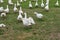 Geese in nature. Domestic geese graze in the meadow. Poultry walk on the grass. Domestic geese are walking on the grass. Rural bi