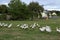 Geese in nature. Domestic geese graze in the meadow. Poultry walk on the grass. Domestic geese are walking on the grass. Rural bi