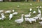 Geese in nature. Domestic geese graze in the meadow. Poultry walk on the grass. Domestic geese are walking on the grass. Rural bi