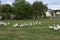 Geese in nature. Domestic geese graze in the meadow. Poultry walk on the grass. Domestic geese are walking on the grass. Rural bi