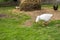 Geese nibbling grass