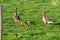 Geese parents with chicks