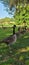 Geese at the the park