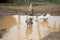 Geese Playing in a Puddle. Geese swim in a puddle on a rural road