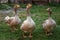 Geese. Poultry on the farm. Photo in the open air