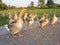 Geese poultry walk on the lawn.