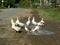 Geese in a puddle