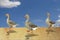 Geese race in desert