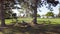 Geese resting under a tree shadow on a sunny day