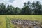 Geese in a rice field with coconut trees in the background in the Philippines