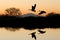 Geese and Riparian Reflection