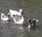 Geese on river after mating