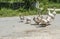 Geese on the road