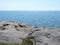 Geese on the rocks, Baltic sea, island Suomenlinna, Finland