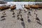 Geese and Rowing boats on shore of Derwent Water, Keswick.