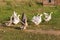 Geese running on grass