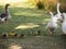 Geese`s family with a bunch of their baby walking near the lake at the Centennial Park, Sydney, Australia.