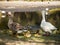 Geese`s family with a bunch of their baby walking near the lake at the Centennial Park, Sydney, Australia.