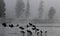Geese Silhouette Morning Fog Yellowstone