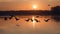 Geese silhouettes flying in a V-formation across the evening sky,