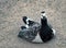 Geese sitting on the beach