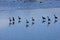 Geese on a snowy day with reflections on the ice.