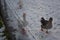Geese in a snowy field 2