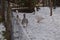 Geese in a snowy field 3