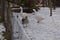 Geese in a snowy field 4
