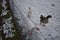 Geese in a snowy field 5