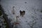 Geese in a snowy field 6