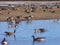 Geese in Snowy, Watery Field