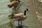 Geese on the spillway