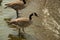 Geese on the spillway